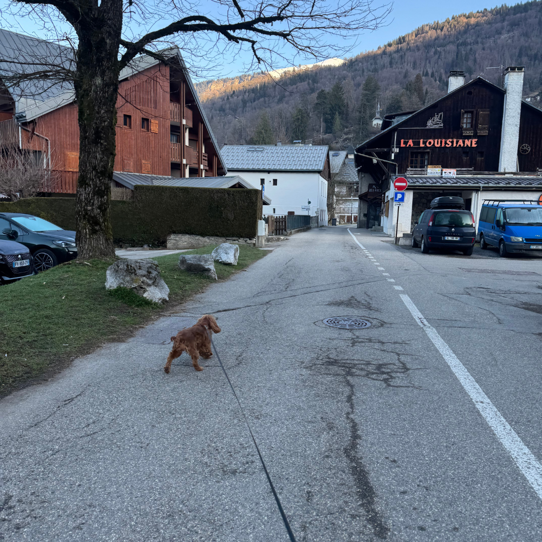 Langsomme morgener med min hund