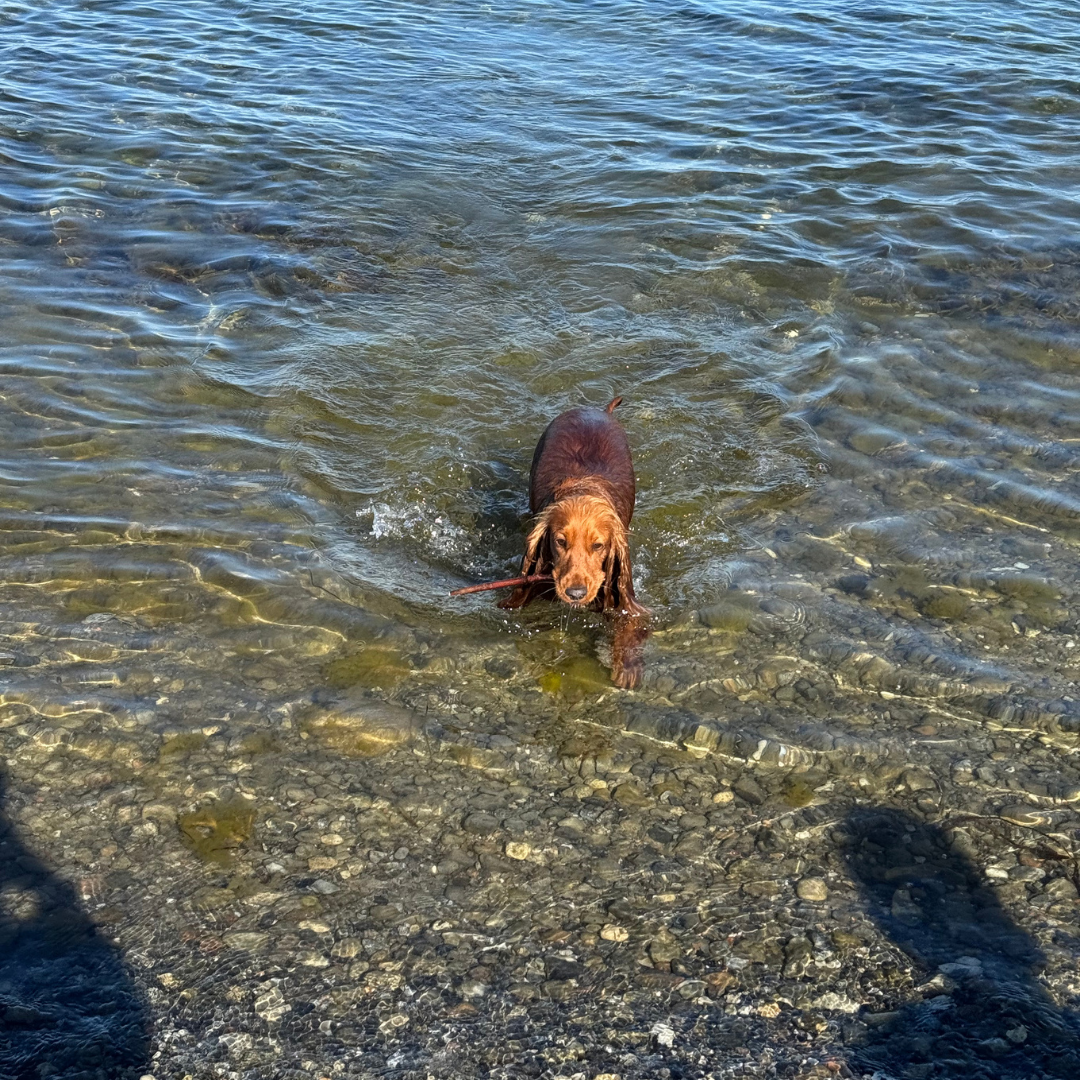 Små løsninger gør det lettere at have hund med
